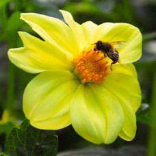 Жоржина Yellow Sneezy Жоржина Yellow Sneezy