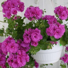 Пеларгония Fuchsia королевская / ЗКС