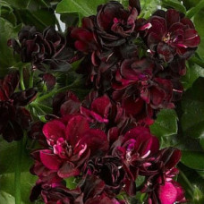 Пеларгонія Primo Burgundy ампельна / ЗКС