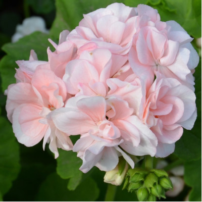 Пеларгонія Light Pink зональна / ЗКС