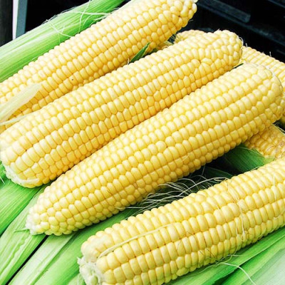 Кукуруза Сахарная Джульетта / 20 г.