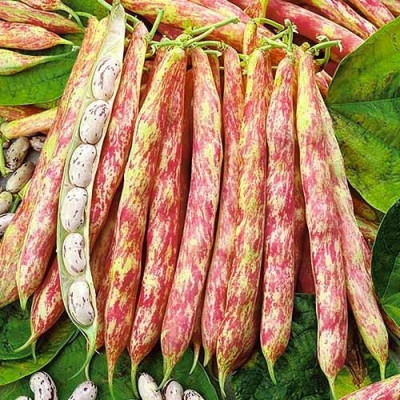 Квасоля кущова Ластівка / 30 г.