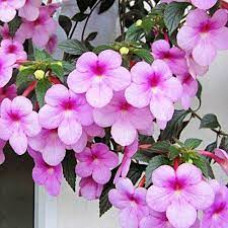 Ахименес Peach Blossom (2 шт.)