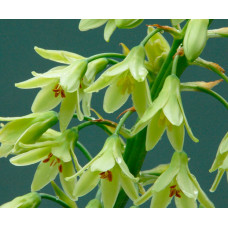 Галтония Viridiflora