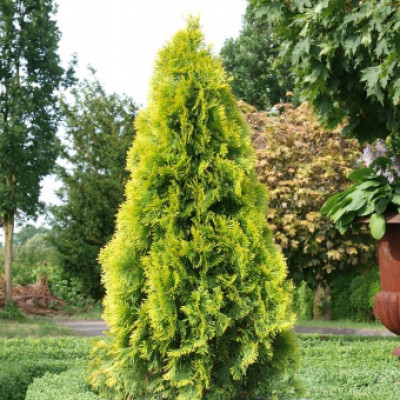 Туя Smaragd Gold (Смарагд Голд) / 15-20 см / ЗКС