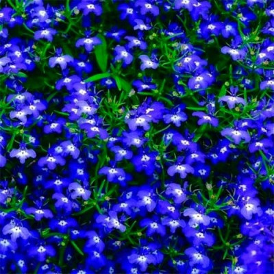 Лобелія Синя / Blue - ЗКС