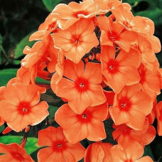 Флокс Orange Perfection (кореневище)