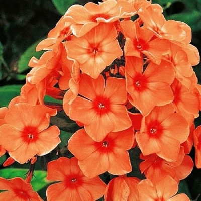 Флокс Orange Perfection (кореневище)