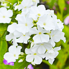 Флокс White Аdmiral (кореневище)