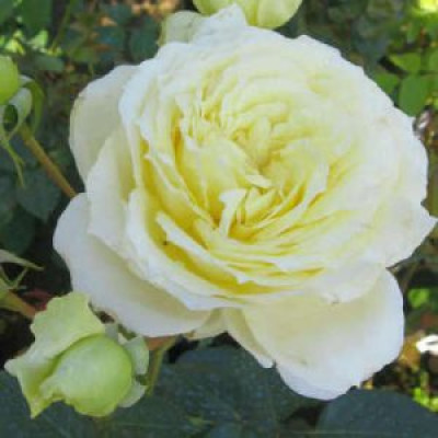 Саджанці троянд Ельф