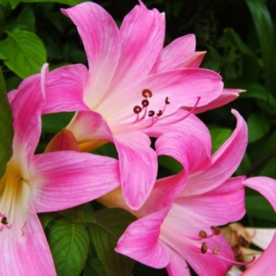 Амариліс Belladonna