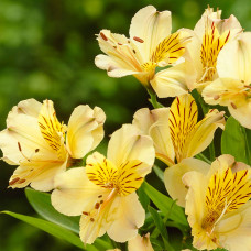 Альстремерия гибридная Aurea Lutea