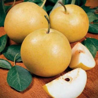 Азиатская груша