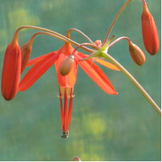 Бессера Elegans / 3 шт