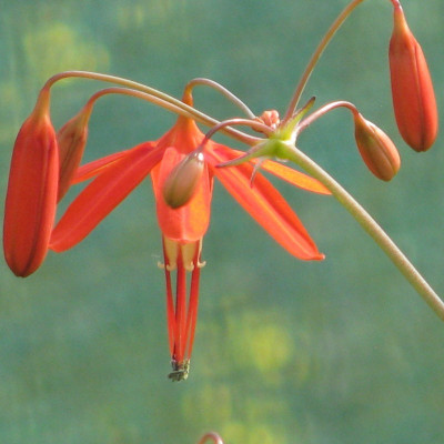 Бессера Elegans / 3 шт