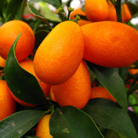 Кумкват