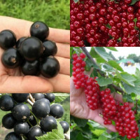 Черная и красная смородина