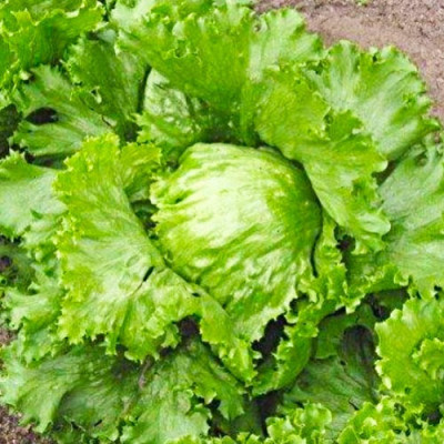 Салат Парижский / 1г