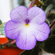 Ахименес Cattleya / 1 шт.