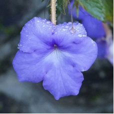 Ахименес Longiflora Major / 1 шт.