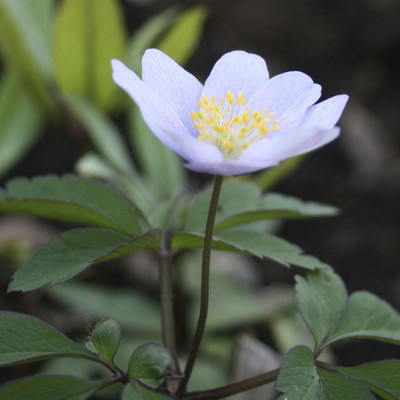Анемона Nemorosa (3шт.)