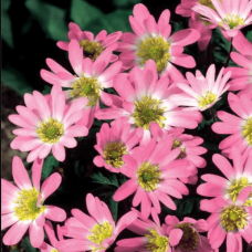 Анемона Pink Star (3шт.)