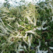Анредера Cordifolia