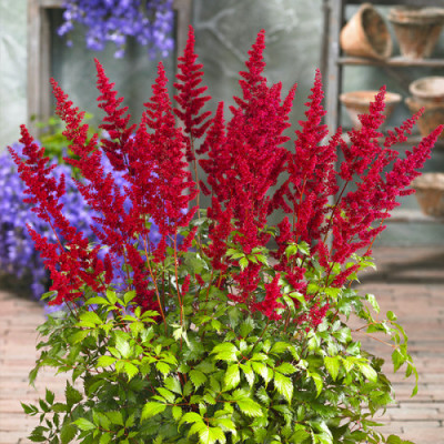 Астільба Etna (Єтна)