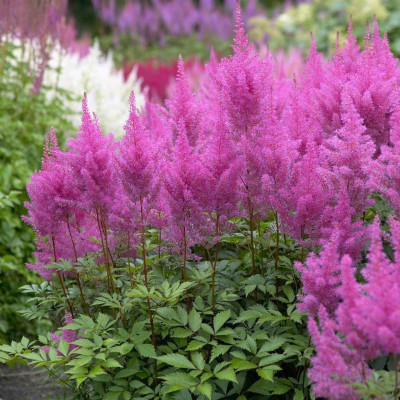 Астільба Gloria Purpurea (Глорія Пурпуреа)