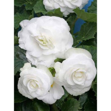 Бегония Double White (Дабл Уайт)