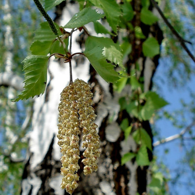 Береза ​​Звичайна (1,5м, ВКС)