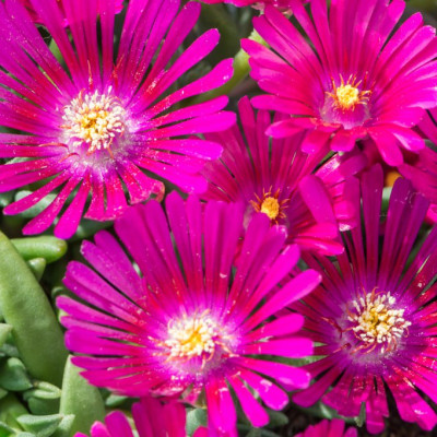 Делосперма Рейнджер Неон (Delosperma Ranger Neon) / ЗКС