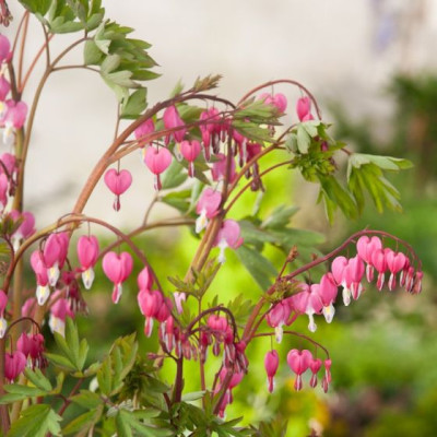 Дицентра Spectabilis