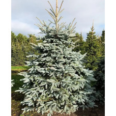 Ель колючая Глаука (Picea pungens Glauca) / 40-50 см, контейнер 1 л.