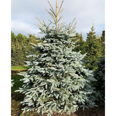 Ель колючая Глаука (Picea pungens Glauca) / 40-50 см, контейнер 1 л.
