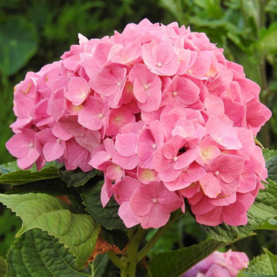 Гортензия крупнолистная Аdula Pink / Адула Пинк