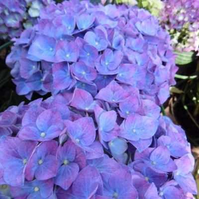 Гортензія великолисткова Jip Blue / Джип Блу
