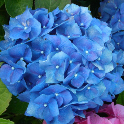 Гортензія великолисткова Marine Blue / Маріне Блу