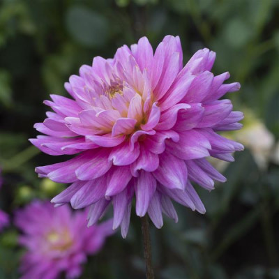 Георгина Karma Purple Corona