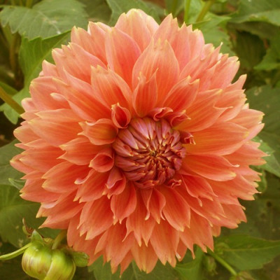 Жоржина Orange Fubuki