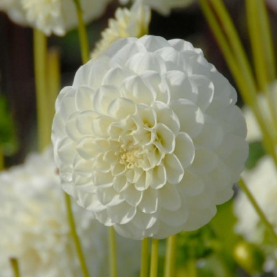 Жоржина White Aster