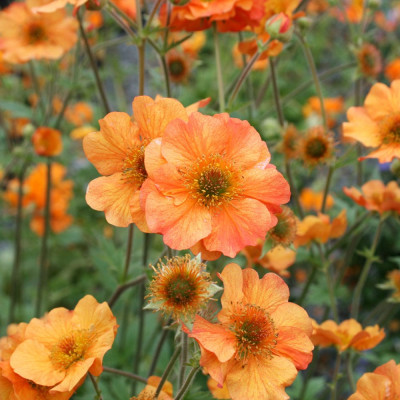 Гравілат (Геум) Totally Tangerine