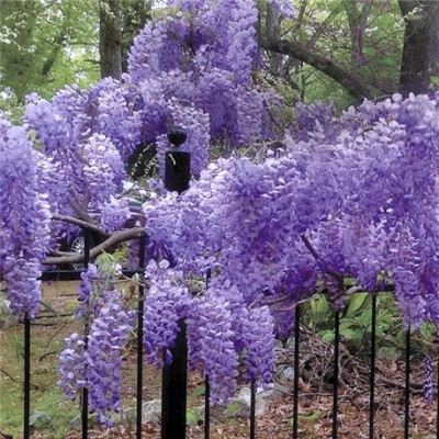 Гліцинія китайська Wisteria Sinensis (60-70 см, ЗКС, щеплена)