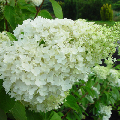 Гортензія деревоподібна Grandiflora (Грандіфлора)