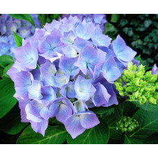 Гортензія великолисткова Early Blue (Ерлі Блю) з квіткою / трьохрічна, ЗКС