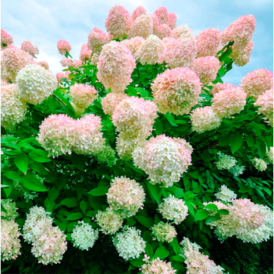 Гортензія метельчата Grandiflora (Грандіфлора) / дворічна, ЗКС