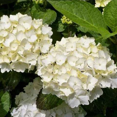Гортензія великолисткова First White (Фест Вайт) з квіткою / трьохрічна, ЗКС