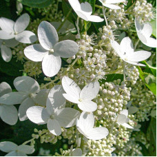 Гортензія метельчата Prim White (Прім Вайт) / дворічна, ЗКС