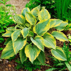 Хоста Alvatine Taylor (корневище)