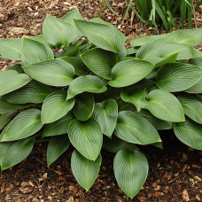 Хоста Devon Green (корневище)